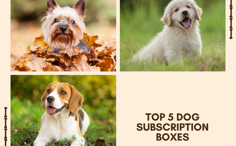 Top five dog subscription boxes