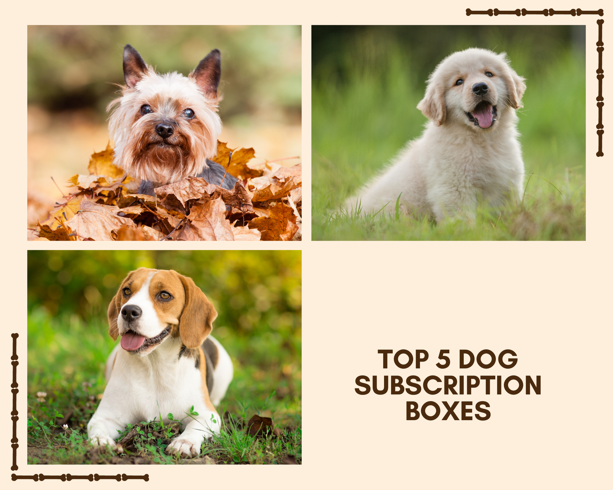 Top five dog subscription boxes SampleThat